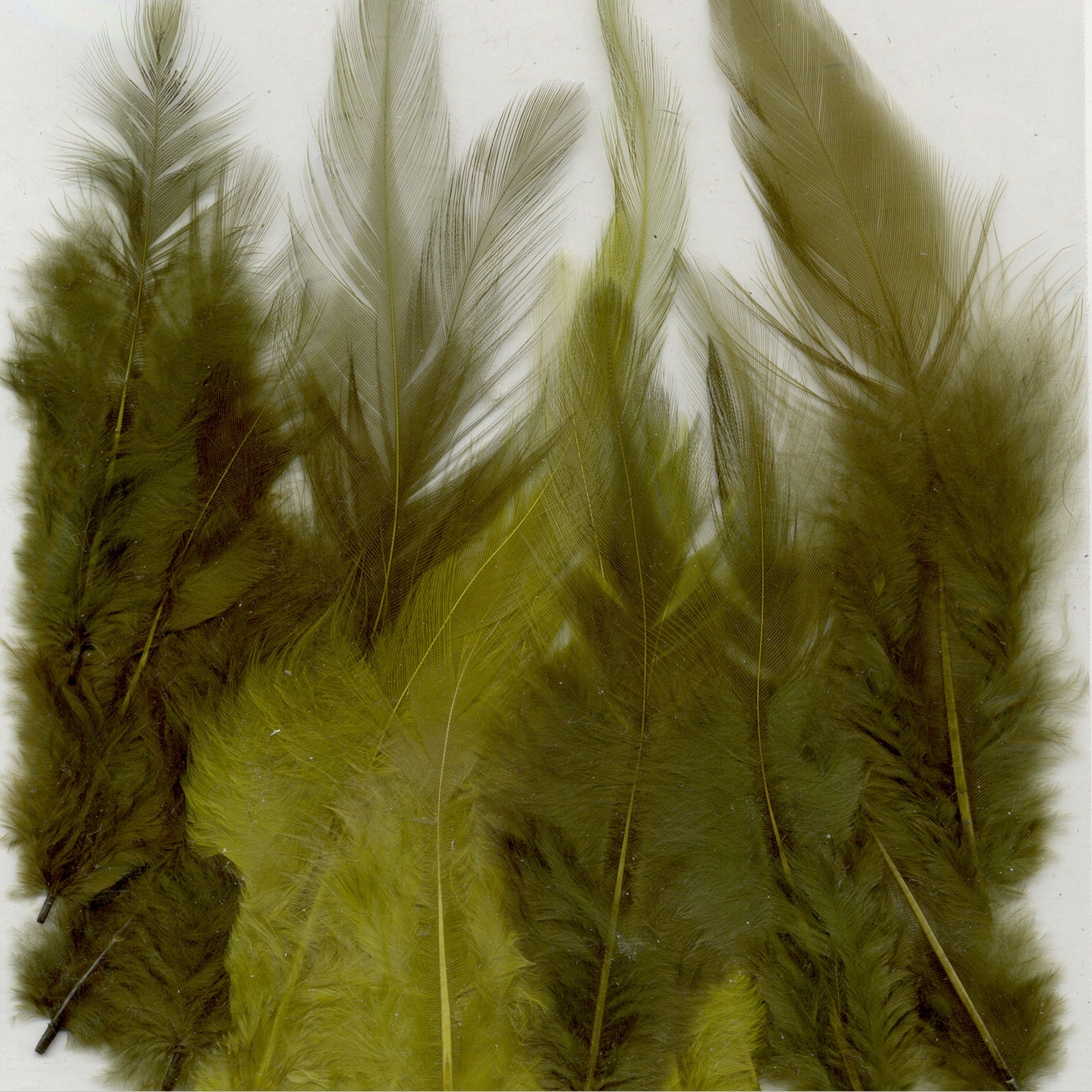 Vaessen Creative • Feathers 8,5-15cm 15pcs forest
