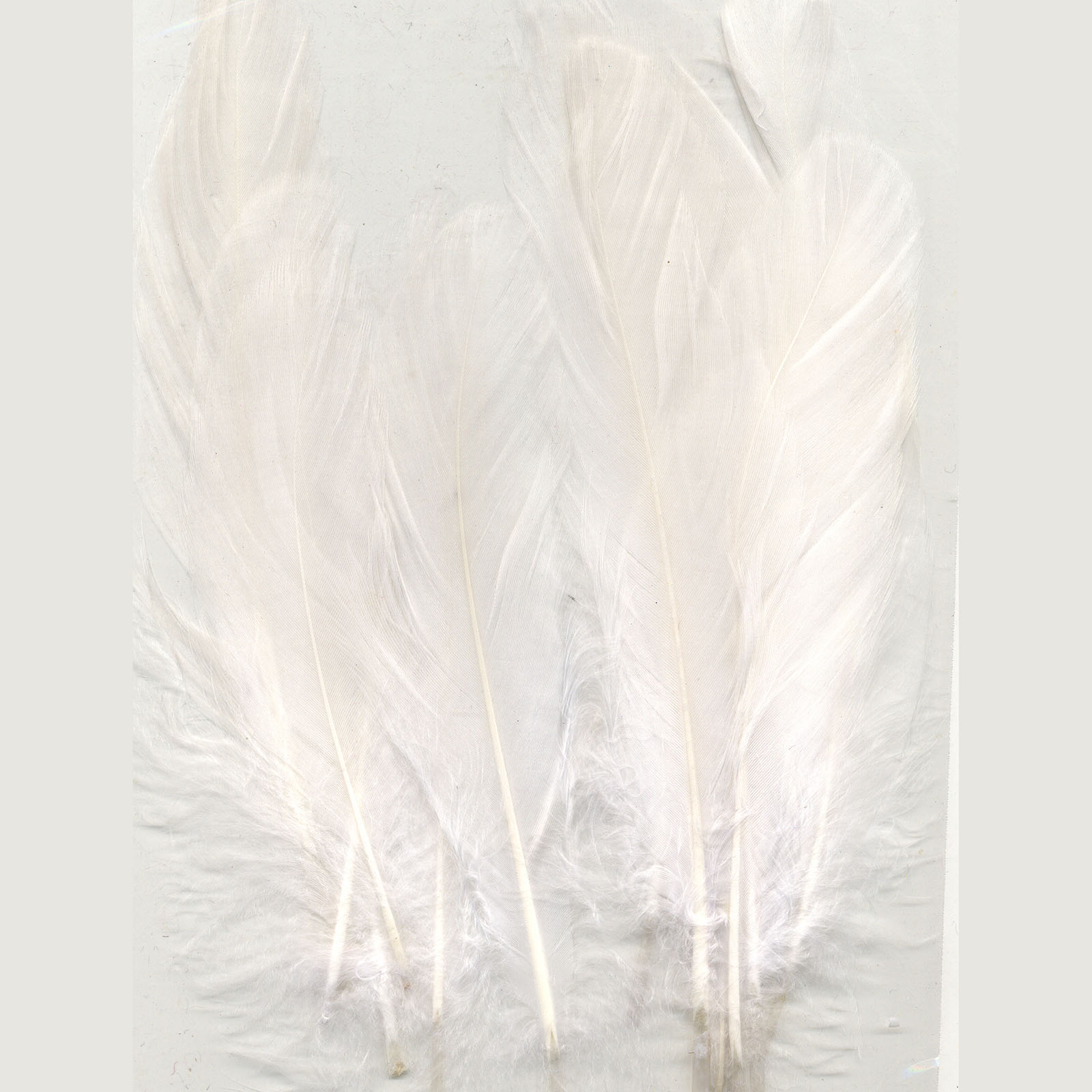 Vaessen Creative • Feathers 8,5-15cm 15pcs pure white