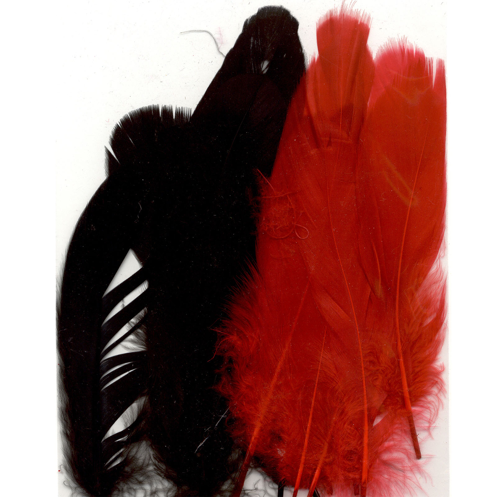 Vaessen Creative • Feathers long 15,5-20cm 15pcs gala