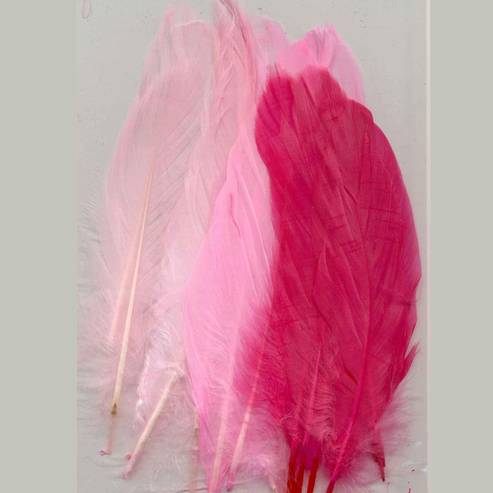 Vaessen Creative • Feathers long 15,5-20cm 15pcs pink