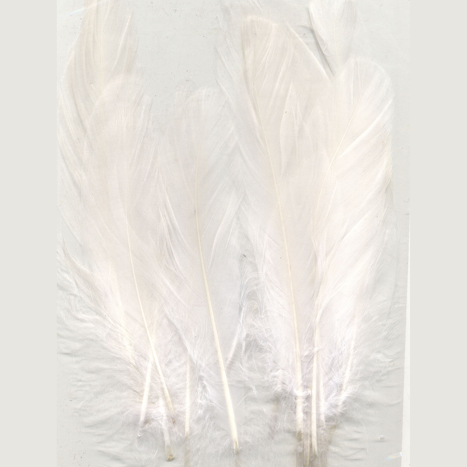 Vaessen Creative • Feathers long 15,5-20cm 15pcs pure white