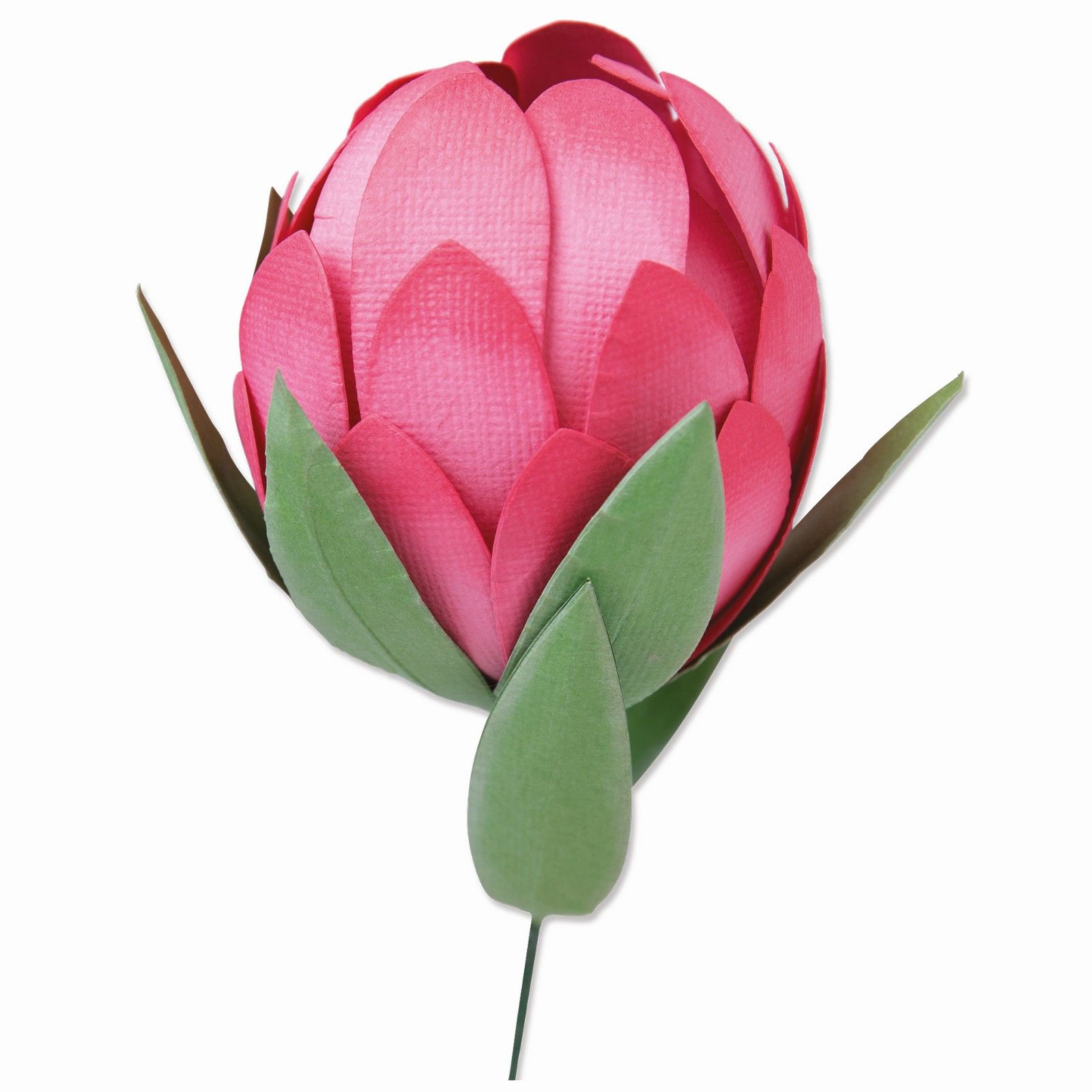 Sizzix • Bigz Die Protea by Olivia Rose